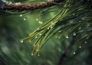 Pine Straw Cumming Ga Cumming Ga Pine Straw Pine Straw Service In Cumming Georgia