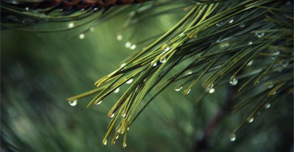 Pine Straw Cumming Ga Cumming Ga Pine Straw Pine Straw Service In Cumming Georgia