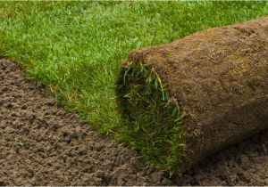 Pine Straw Cumming Ga Cumming Ga sod Delivery forsyth Bermuda Fescue Zoysia Installation