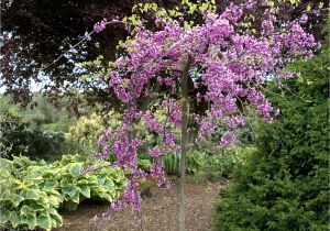 Pink Heartbreaker Weeping Redbud Lavender Twista Redbud Monrovia Lavender Twista Redbud