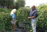 Pink Heartbreaker Weeping Redbud Pink Heartbreaker Weeping Redbud Lakeview Nurseries Youtube