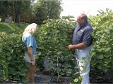 Pink Heartbreaker Weeping Redbud Pink Heartbreaker Weeping Redbud Lakeview Nurseries Youtube