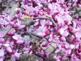 Pink Heartbreaker Weeping Redbud Pink Heartbreakera Redbud Heart Trellis