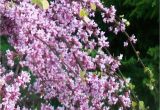 Pink Heartbreaker Weeping Redbud Pink Heartbreakera Redbud Low form