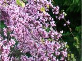 Pink Heartbreaker Weeping Redbud Pink Heartbreakera Redbud Low form