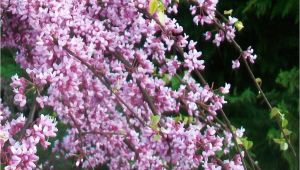 Pink Heartbreaker Weeping Redbud Pink Heartbreakera Redbud Low form