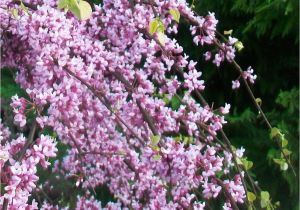 Pink Heartbreaker Weeping Redbud Pink Heartbreakera Redbud Low form