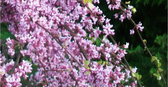 Pink Heartbreaker Weeping Redbud Pink Heartbreakera Redbud Low form