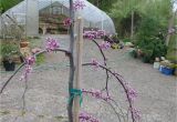 Pink Heartbreaker Weeping Redbud Victoria Gardens Pink Heartbreaker Weeping Redbud Cercis