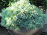 Pinus Strobus Blue Shag Garden Adventures for Thumbs Of All Colors top 5 or 6 Favorite