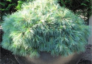 Pinus Strobus Blue Shag Garden Adventures for Thumbs Of All Colors top 5 or 6 Favorite