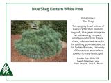 Pinus Strobus Blue Shag Pinus Strobus Blue Shag iseli Nursery