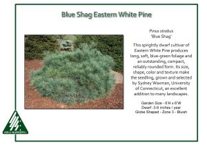 Pinus Strobus Blue Shag Pinus Strobus Blue Shag iseli Nursery
