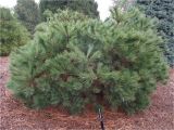 Pinus Strobus Blue Shag Pinus Strobus Blue Shag oriental Garden Supply Llc