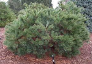 Pinus Strobus Blue Shag Pinus Strobus Blue Shag oriental Garden Supply Llc