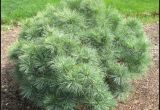 Pinus Strobus Blue Shag Plant Finder Hinsdalenurseries Com