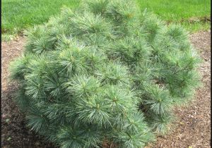 Pinus Strobus Blue Shag Plant Finder Hinsdalenurseries Com