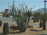 Plant Nursery El Paso El Paso Landscaping