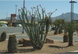 Plant Nursery El Paso Texas El Paso Landscaping