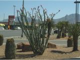 Plant Nursery El Paso Texas El Paso Landscaping