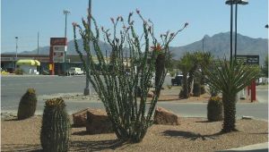 Plant Nursery El Paso Texas El Paso Landscaping