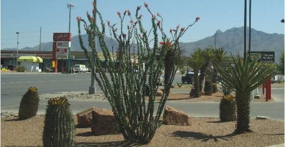 Plant Nursery El Paso Texas El Paso Landscaping