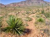 Plant Nursery El Paso Texas El Paso Texas Photos Franklin Mountains State Park