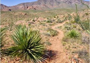 Plant Nursery El Paso Texas El Paso Texas Photos Franklin Mountains State Park