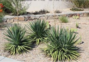 Plant Nursery El Paso Texas why Native Plants El Paso County Master Gardeners