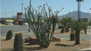 Plant Nursery El Paso Tx El Paso Landscaping