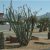 Plant Nursery El Paso Tx El Paso Landscaping
