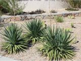 Plant Nursery El Paso why Native Plants El Paso County Master Gardeners