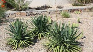 Plant Nursery El Paso why Native Plants El Paso County Master Gardeners