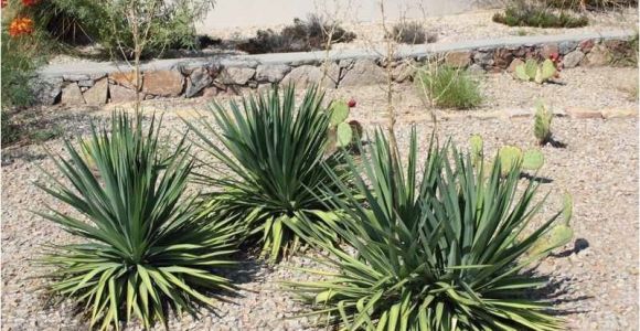 Plant Nursery El Paso why Native Plants El Paso County Master Gardeners