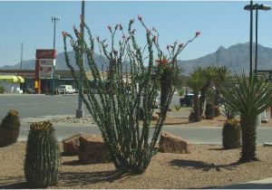 Plant Nursery In El Paso Tx El Paso Landscaping