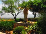 Plant Nursery In El Paso Tx Palm Tree Yuca Plants and El Paso Tx by Sharphotography