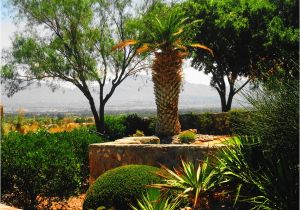 Plant Nursery In El Paso Tx Palm Tree Yuca Plants and El Paso Tx by Sharphotography