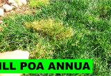 Poa Annua Pre Emergent 5000 Subs and How to Kill Poa Annua Youtube