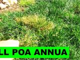 Poa Annua Pre Emergent 5000 Subs and How to Kill Poa Annua Youtube