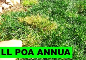 Poa Annua Pre Emergent 5000 Subs and How to Kill Poa Annua Youtube