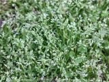 Poa Annua Pre Emergent Annual Bluegrass Control In Lawns Home Garden Information Center