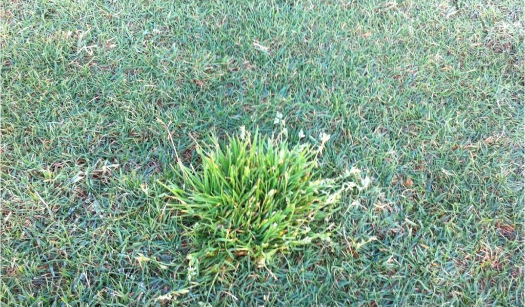 Poa Annua Pre Emergent Durban Country Club Golf Course Poa Annua Winter Grass AdinaPorter
