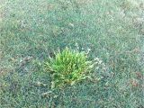 Poa Annua Pre Emergent Durban Country Club Golf Course Poa Annua Winter Grass