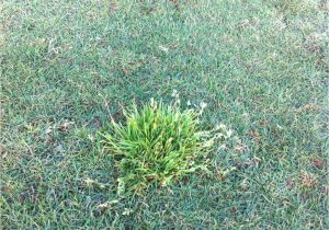 Poa Annua Pre Emergent Durban Country Club Golf Course Poa Annua Winter Grass