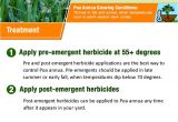 Poa Annua Pre Emergent How to Kill Poa Annua Annual Bluegrass Your Step by Step Guide