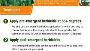 Poa Annua Pre Emergent How to Kill Poa Annua Annual Bluegrass Your Step by Step Guide