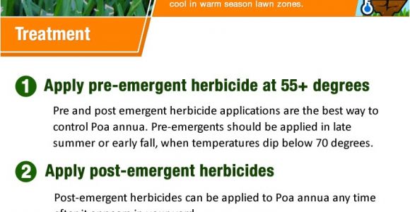 Poa Annua Pre Emergent How to Kill Poa Annua Annual Bluegrass Your Step by Step Guide