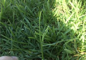 Poa Annua Pre Emergent is This Poa Annua or Regular Turf Bluegrass Seed Heads Lawnsite