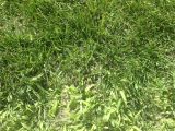 Poa Annua Pre Emergent Preemergent K State Turfgrass