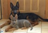 Powder Blue and Tan German Shepherd Blue Powder German Shepherds for Sale